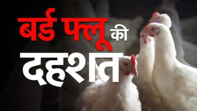 bird flu news