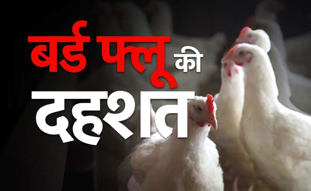 bird flu news