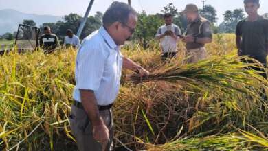 हल्द्वानी: डीएम ललित मोहन रयाल ने किसानों के साथ की क्रॉप कटिंग