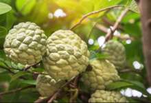 Custard Apple