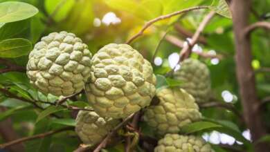 Custard Apple