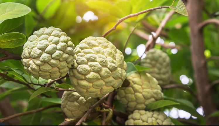 Custard Apple