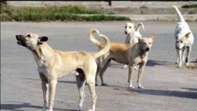 लावारिस कुत्तों का आतंक: हल्द्वानी में 15 लोगों को काटा, पार्षद के भाई की नाक में काटा