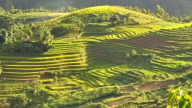 chakbandi uttarakhand